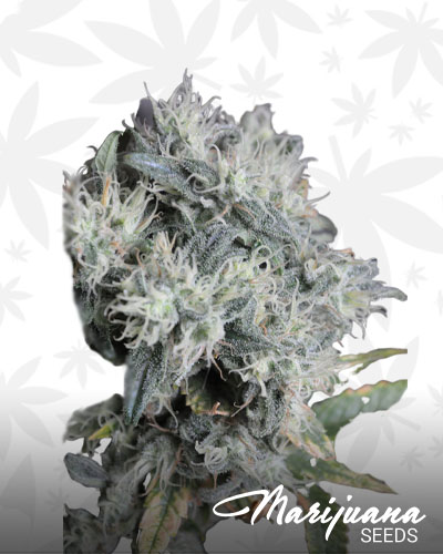 Mango Tango