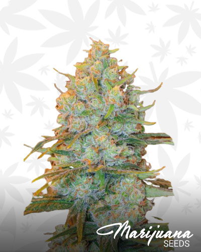 Mango kush