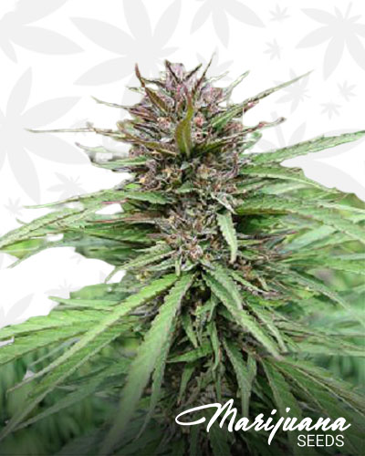 Manitoba Poison