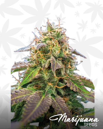 Margaret Cho-G Strain