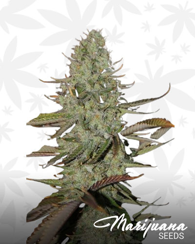 Marionberry Kush