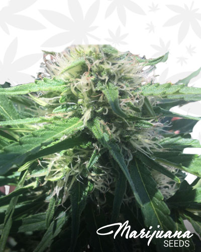 Maui Berry