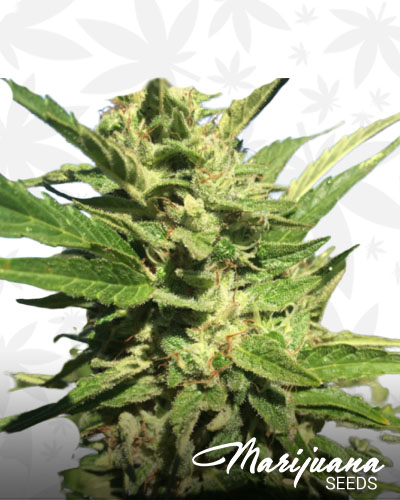 Maui Mango Diesel