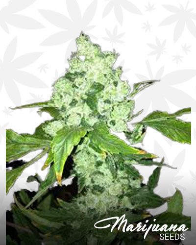 Maui Pineapple Chunk