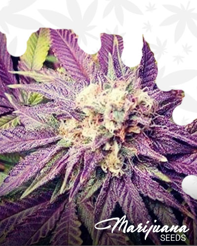 Mauna Kea White Fire OG