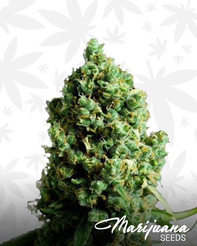 Mazar X Blueberry
