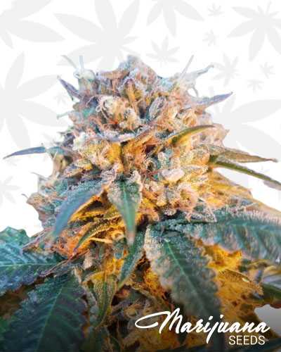 Mazar X Buleberry OG