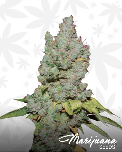 Medibud