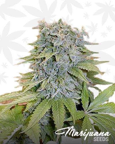 Medicine Man