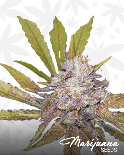 Melon Gum