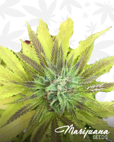Mendocino Purps