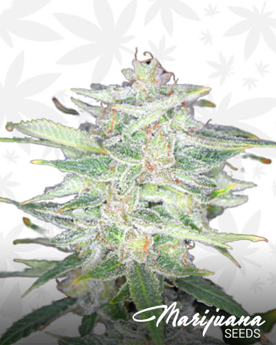 Mexican Kush