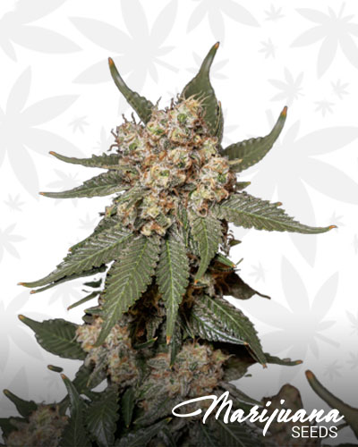 Midnight Mass