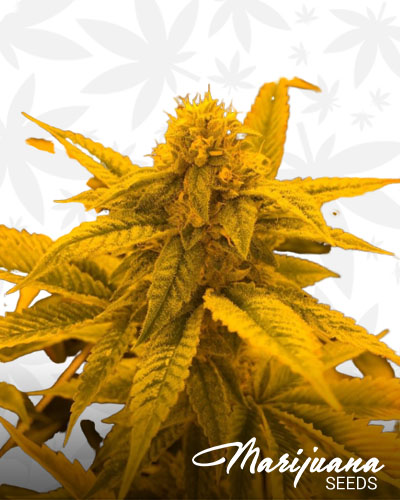 Monster OG