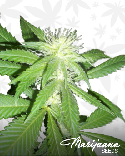 Moonwalker Kush