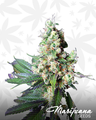 NYC Diesel
