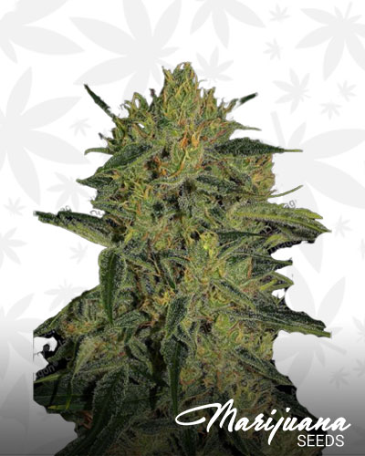 Nebula II CBD