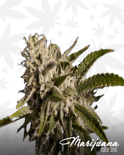 Nightmare OG