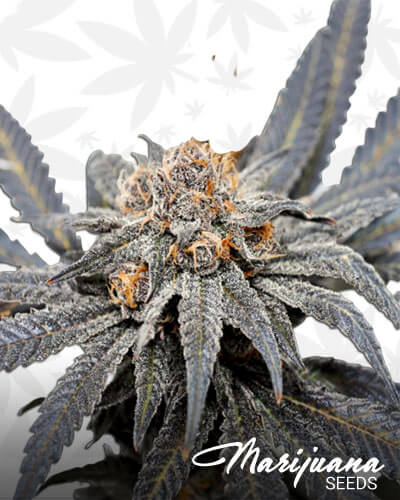 Nor Cal Purps
