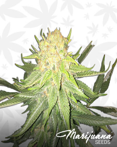 Northern Skunk