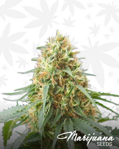 Northwest Pineapple