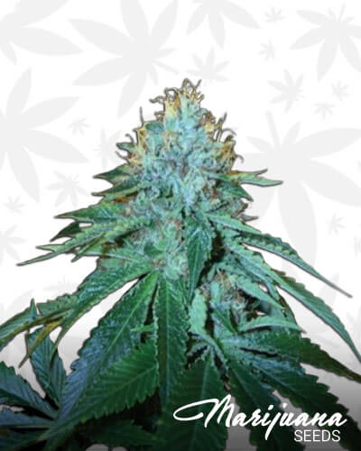 OG 18
