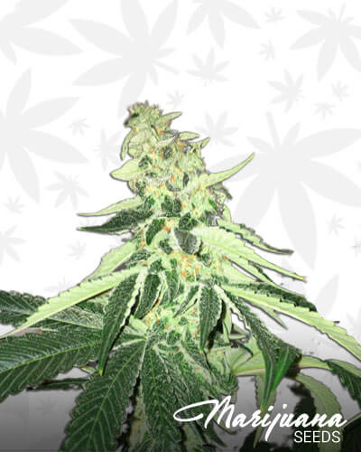 OG Chem