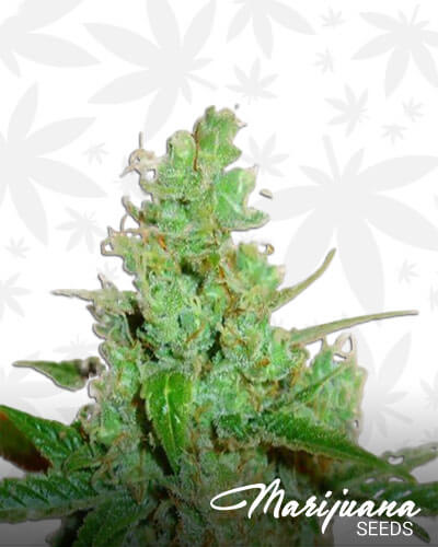 OG Diesel Kush