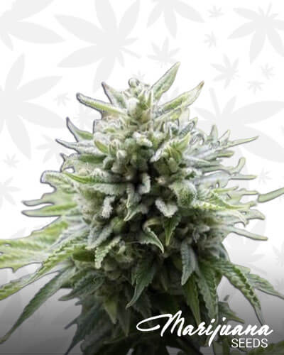 OG Kush