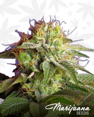 OG Poison