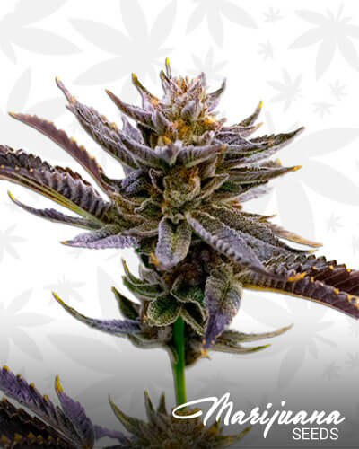 OG Purple Fire Thai