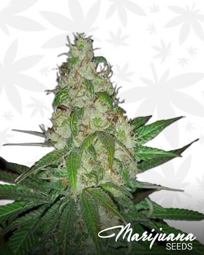 OG Sour Diesel