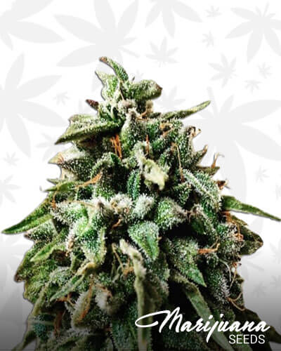 OG Strawberry Star Killer