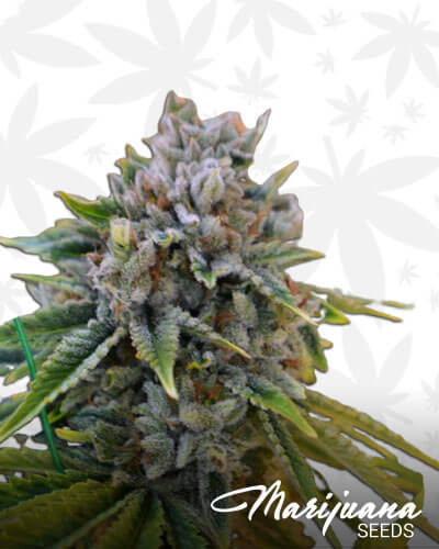 OG Strawberry