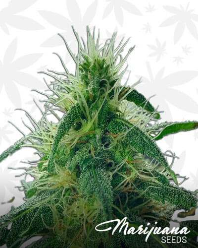 OG Wreck