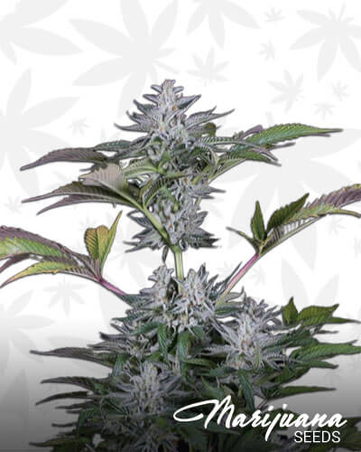 Ocean Grown Cookies
