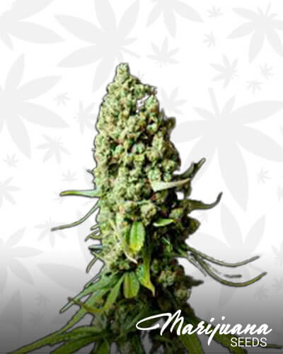Old School OG