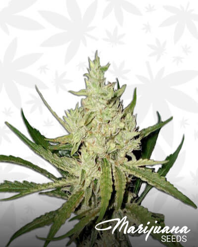 One To One strain