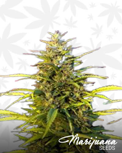 Orange Bud