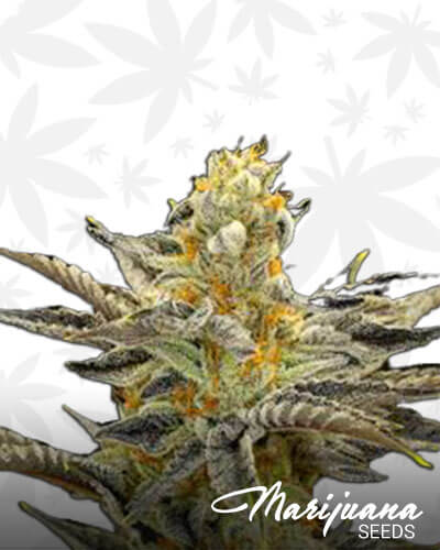Orange Cookies