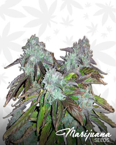 Orange Diesel