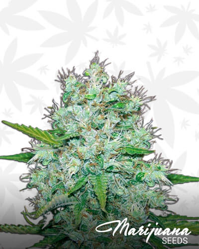 Orange Kush Breath