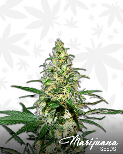 Oregon Pineapple