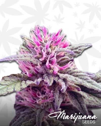 OregonBusPass