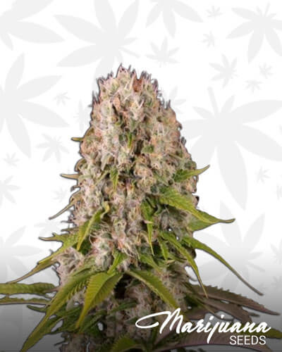 Organic Diesel
