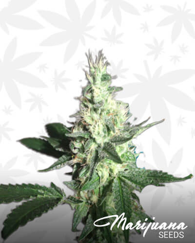 Otiel’s Egyptian Kush