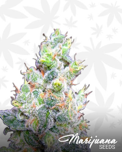 Pacific Frost