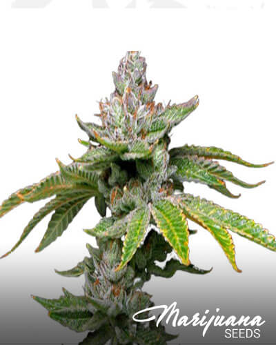 Panda OG