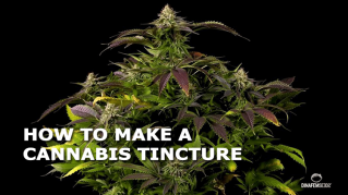 how to make a cannabis tincture 1
