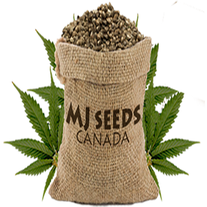 mjseeds_logo